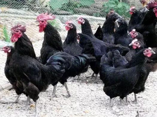 农村新商机小本创业,适合农村创业的小本点子