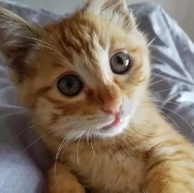 上海领养代替购买,上海领养孩子有补贴吗