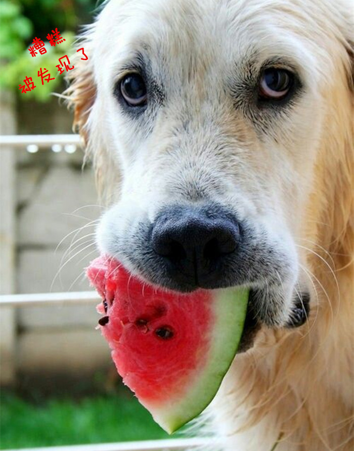 金毛贪吃的毛病都是惯出来的,金毛跟着主人爱贪吃怎么教