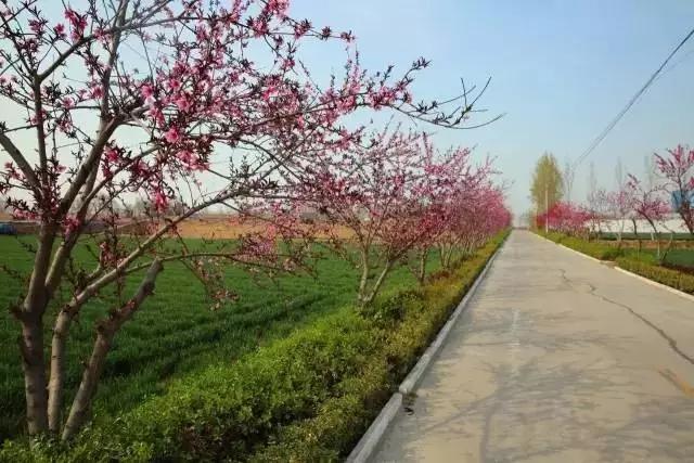 临淄:特色小镇的春天——金岭敬仲朱台齐陵