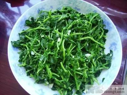 还记得，那一曲，苜蓿唱给岁月的歌