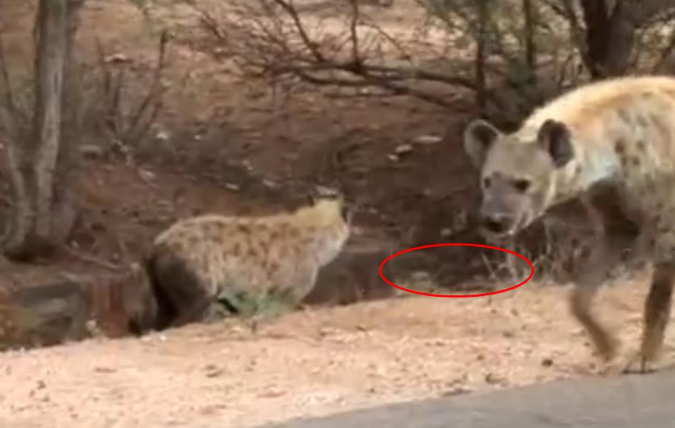 蜜獾不大但敢与狮子鬣狗抗衡,蜜獾和鬣狗群大战视频
