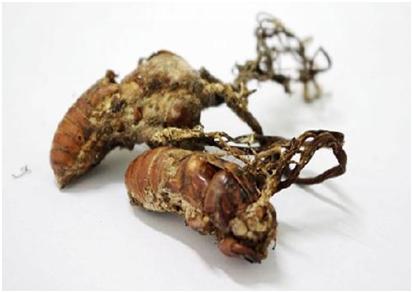 蝉花：虫草菌与幼蝉相爱了，能否“爬”到民族健康的前端？