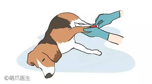 怀孕养狗新手入门必知,怀孕了养狗注意事项