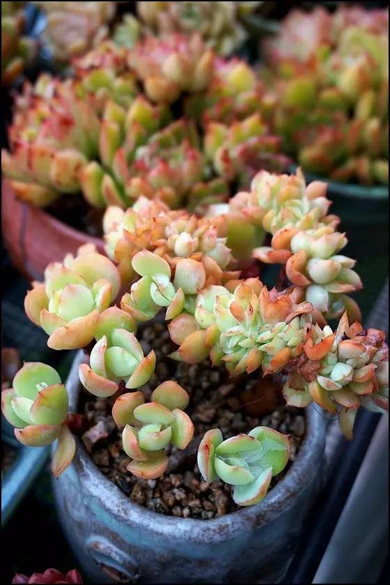 直播间不退不换的韩货,未来直播带货会持续红火吗