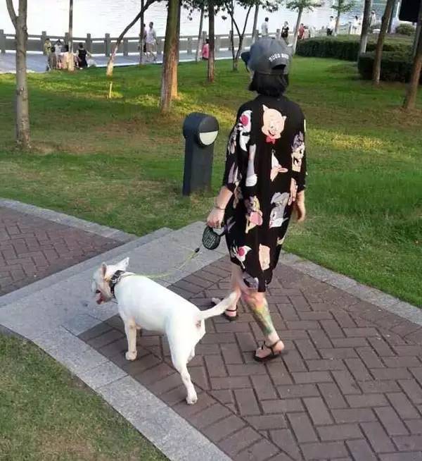 怀孕养狗新手入门必知,怀孕了养狗注意事项