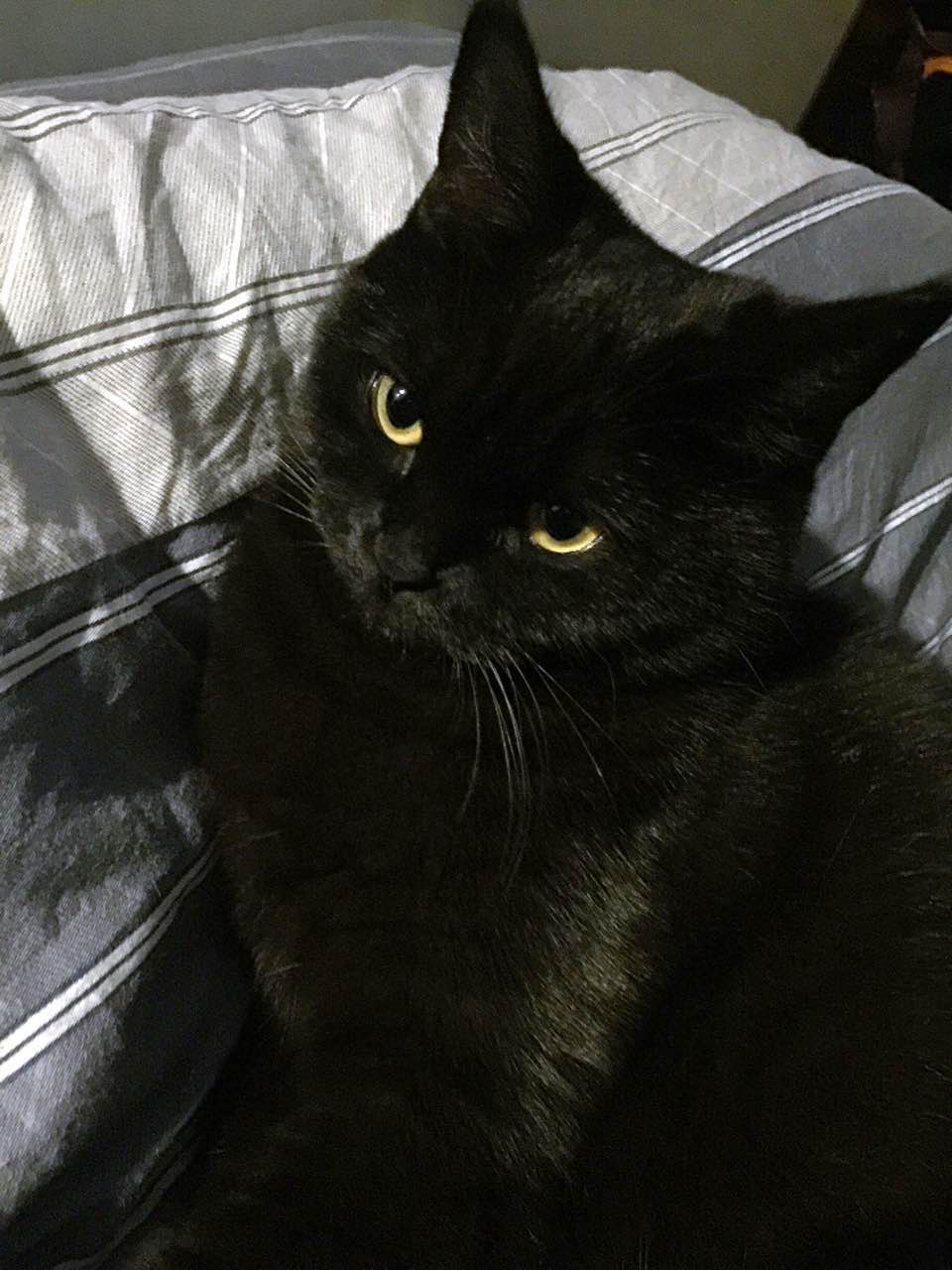 小猫调皮怎么调教,怎么调教调皮的猫猫