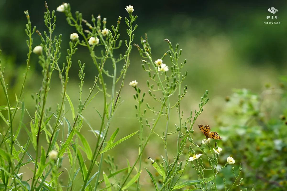 江苏省太湖一座小岛,太湖两个小岛
