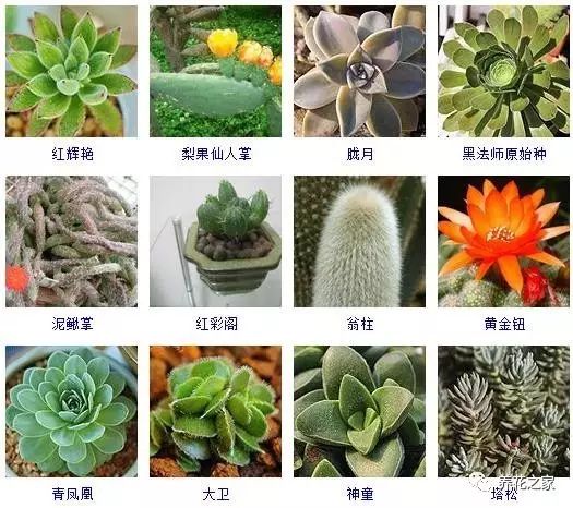 八种常见的多肉植物,215个多肉植物样子