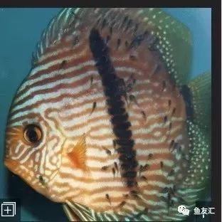 野菜分类,野彩和家彩的饲养区别