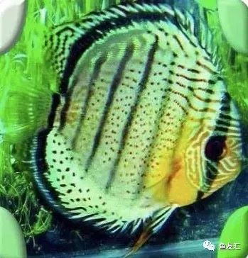 野彩和家彩的饲养区别,野彩到底好不好养