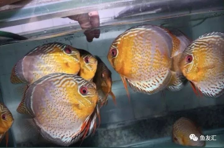 野菜分类,野彩和家彩的饲养区别