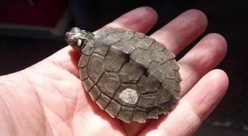 乌龟都养不活怎么能养活鱼,乌龟常见的几种疾病及解决方法