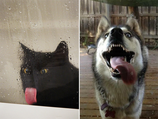 狗为什么舔自己的嘴,很可能因为它认为你是个混蛋!