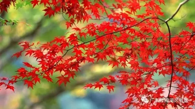 福利丨2017年的最后一个月，送你一场万绿湖双人豪华游