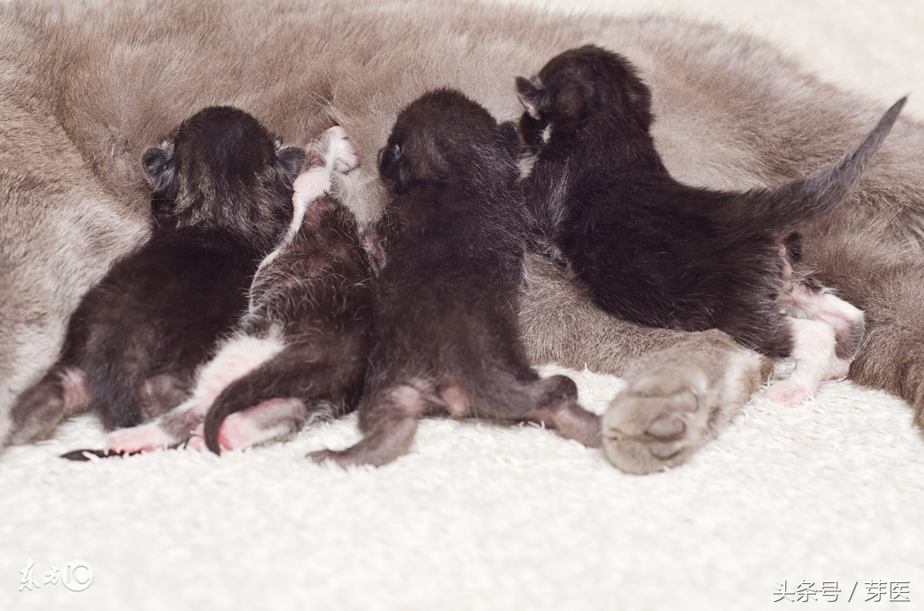 很多人有副乳，只是没注意，一旦发现该拿它怎么办？