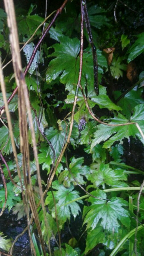 裂叶秋海棠的学名,厚壁秋海棠和裂叶秋海棠