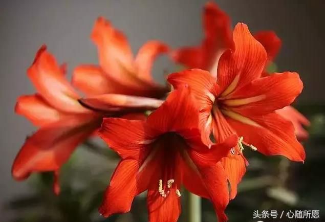 维生素e外用可以淡化胎记吗,美容维生素e