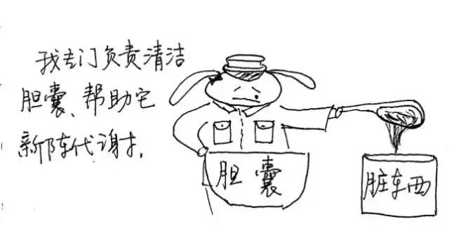 人体十二经络的对应时间表,人体各经络当令时间表