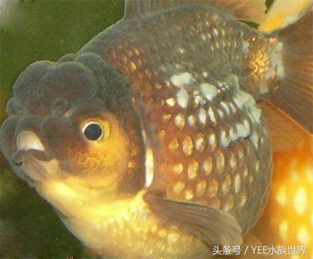 鱼药禁用药有哪些,安全又有效的鱼药