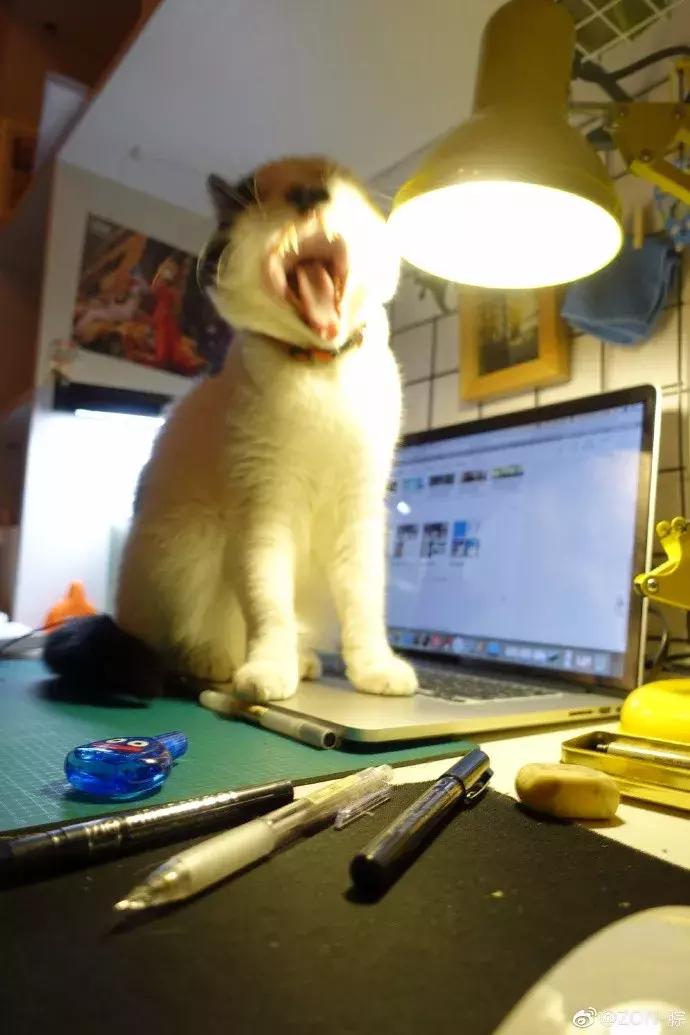 网友家的猫坐键盘上，偶然竟打出这几个字，可以说，细思极恐了！