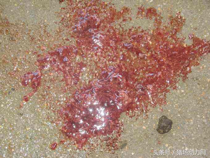 仔猪发烧又拉稀什么病怎么治疗,仔猪不吃食精神不振消瘦打什么药