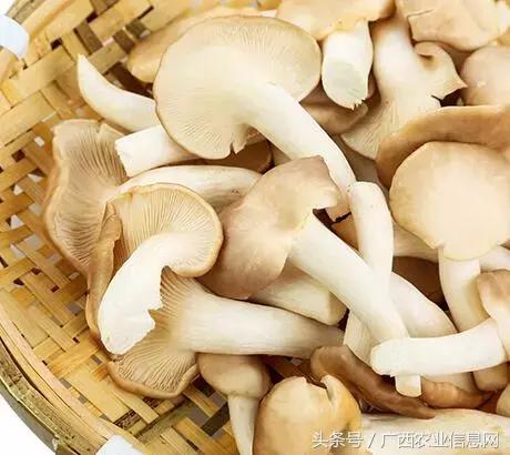 秀珍菇设施栽培高产新技术有哪些,秀珍菇工厂化高产栽培技术视频