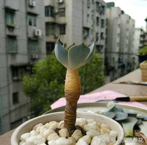 蓝石莲多次砍头要不要剥叶子,蓝石莲砍头爆崽的图片