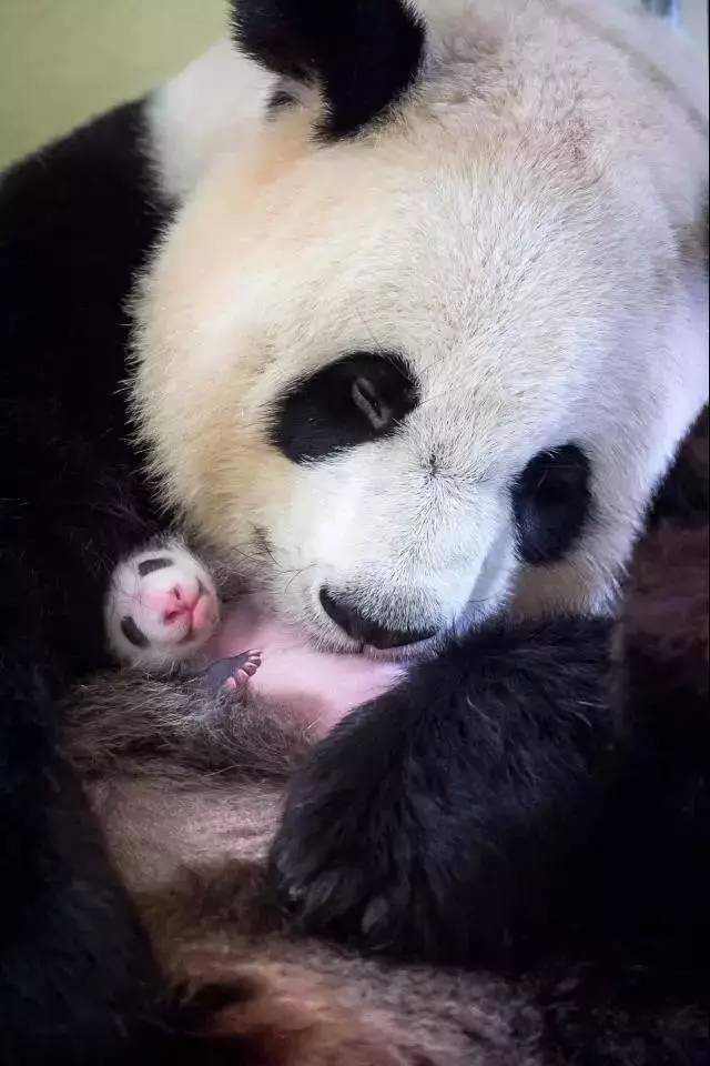 大熊猫龙凤胎宝宝名字,给宝宝取有关大熊猫的名字