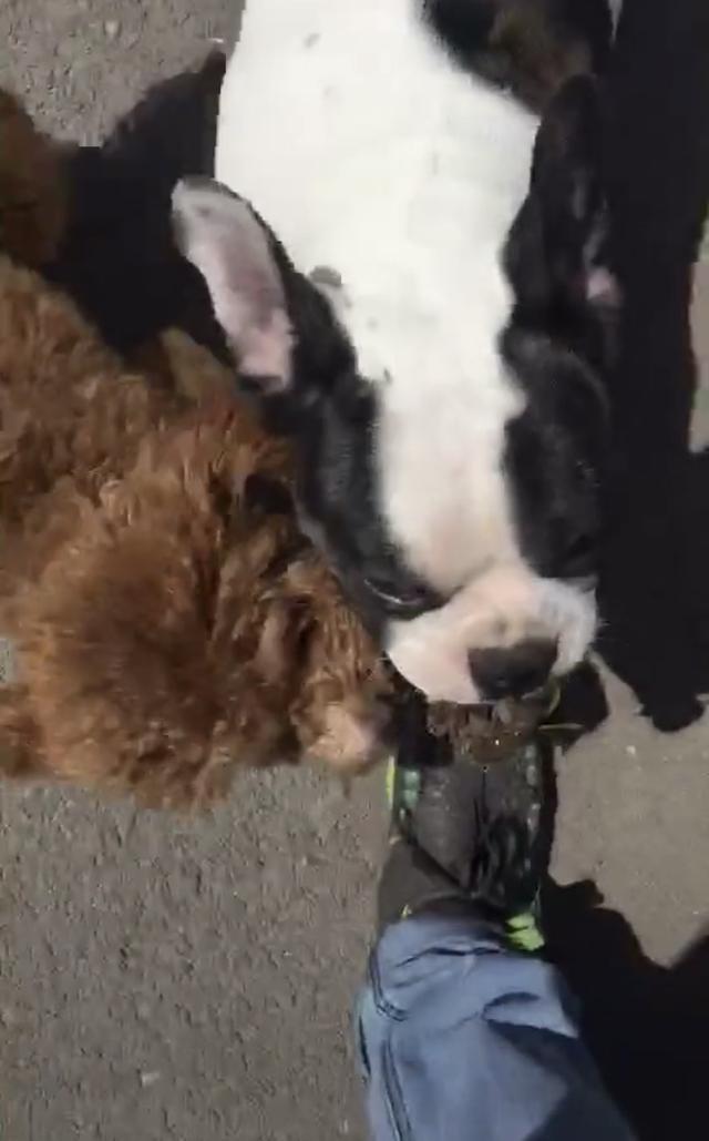 遛狗碰到挑衅怎么办,遛狗碰到一群野狗怎么办