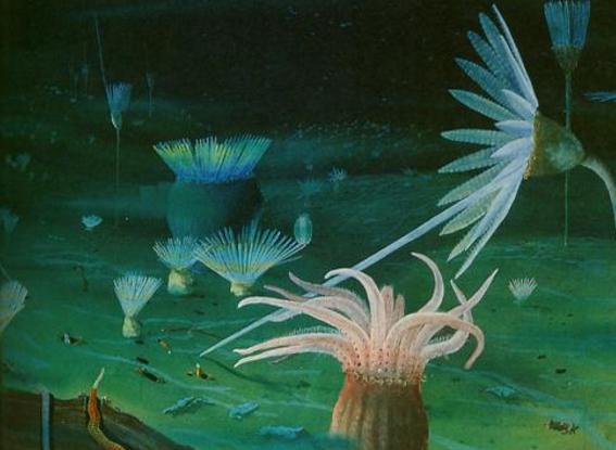 寒武纪有哪些奇怪的生物,寒武纪生物大爆发最主要特征