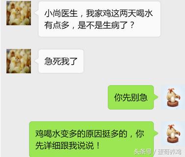 养鸡最怕鸡吃什么东西,养鸡怎么判断鸡喝水