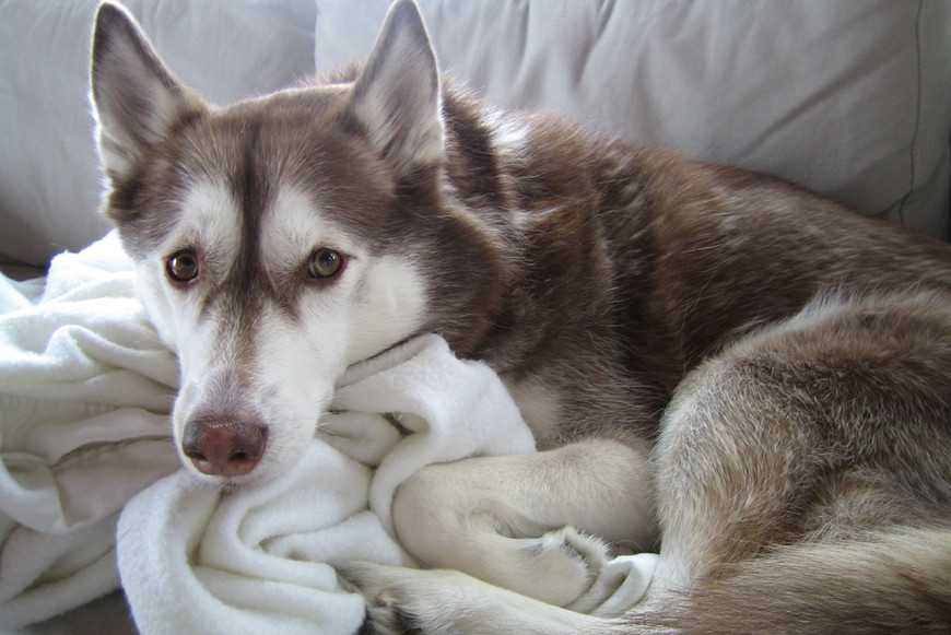 猫咪又拉又吐是狂犬病吗,猫咪又吐又拉排除猫瘟是什么原因