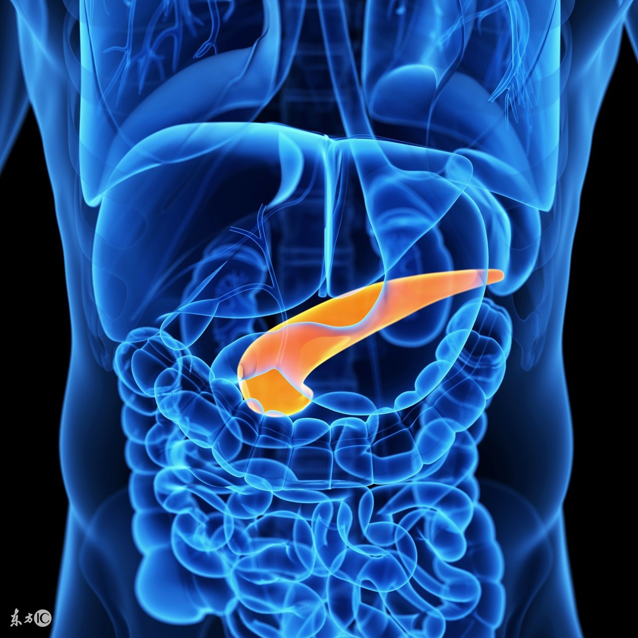 养护胰腺的方法,养护肠胃时间很漫长