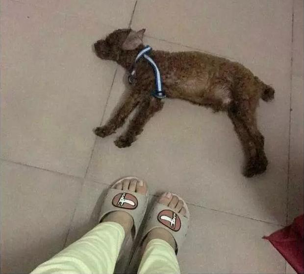 铲屎官外出一周,铲屎官出差回来