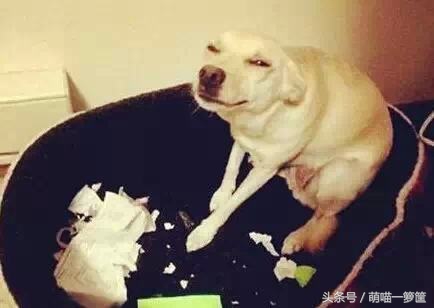 狗狗经常挨揍会怎样,狗狗挨训还笑