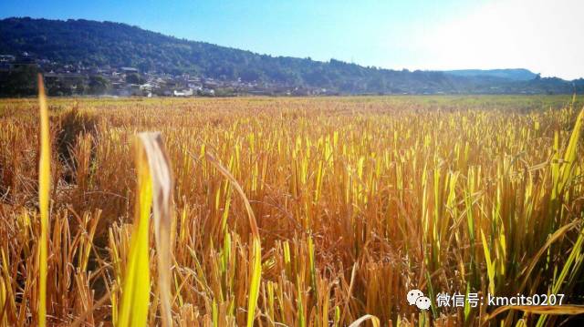 腾冲有什么美誉,腾冲美誉湖畔