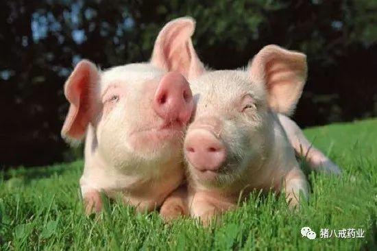 常见猪病的治疗与预防,常见猪病的症状和治疗