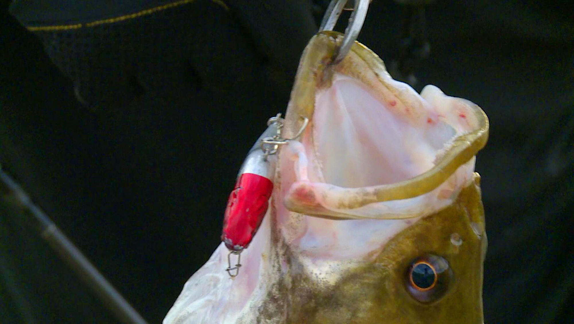 路亚鳜鱼技巧和口诀,夏季路亚鳜鱼攻略