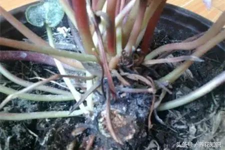 仙客来烂根是上面烂还是下面烂,仙客来烂根什么样