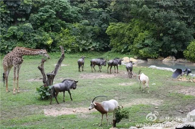 两大一小广州长隆亲子游攻略,最新广州长隆带娃游玩攻略2天