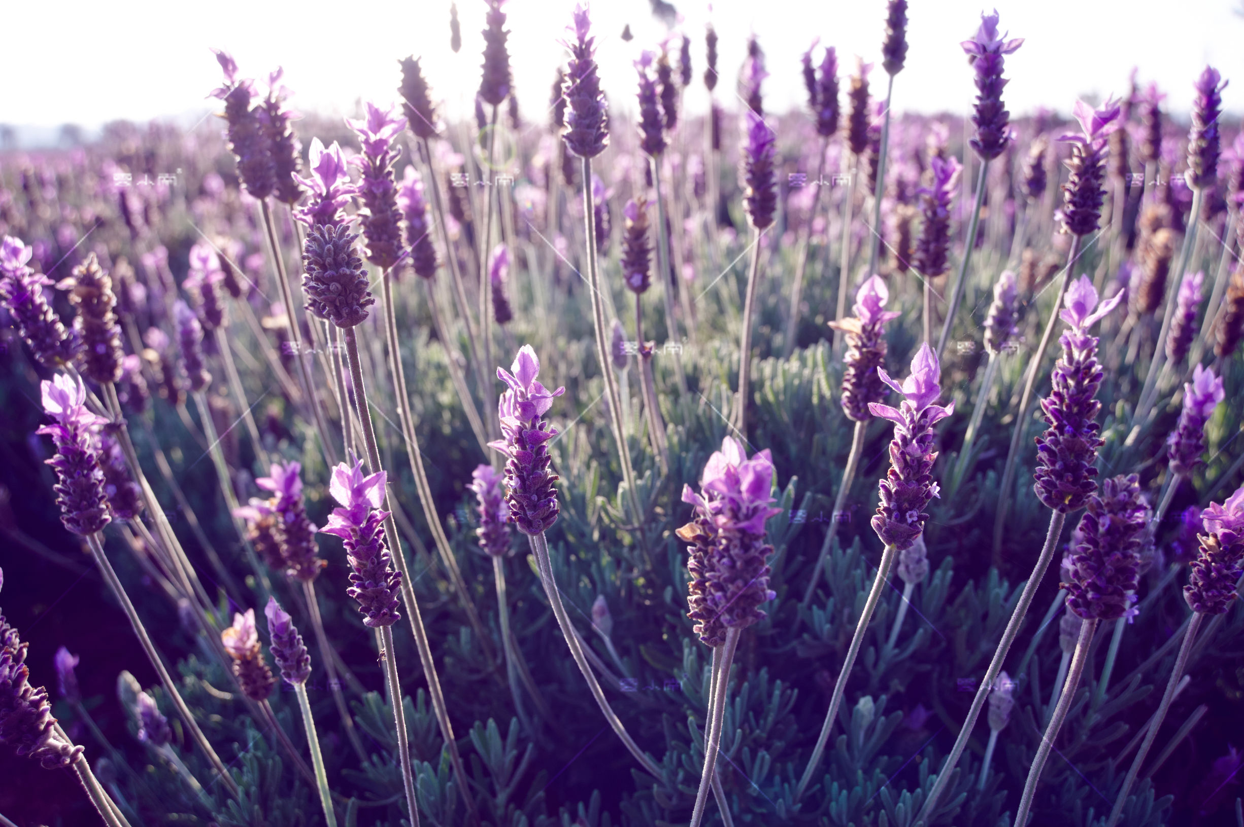 薰衣草纯露不添加水,千万别轻易用玫瑰纯露