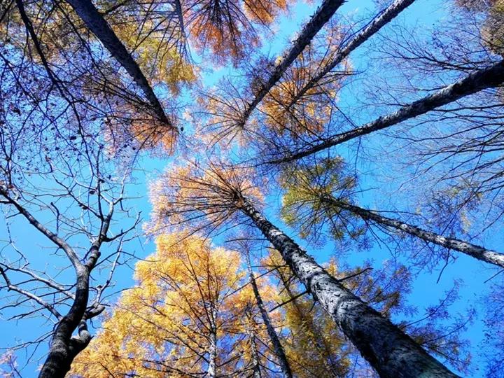 大叔评图,大叔自拍评价长相