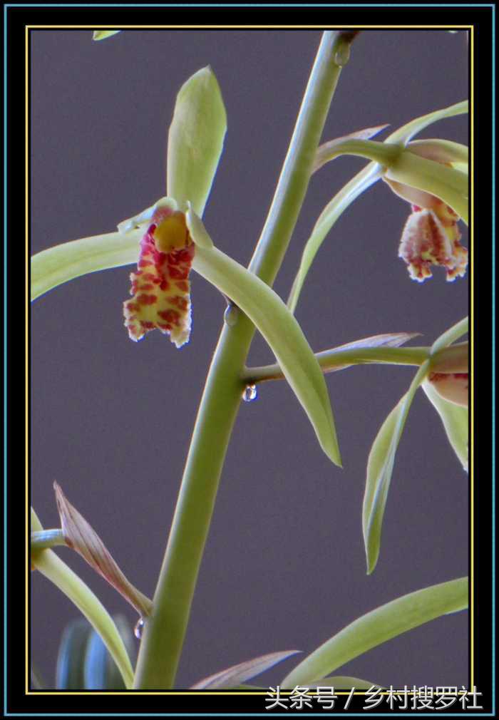 兰花价格最贵的十种图片,价格排名前十的兰花