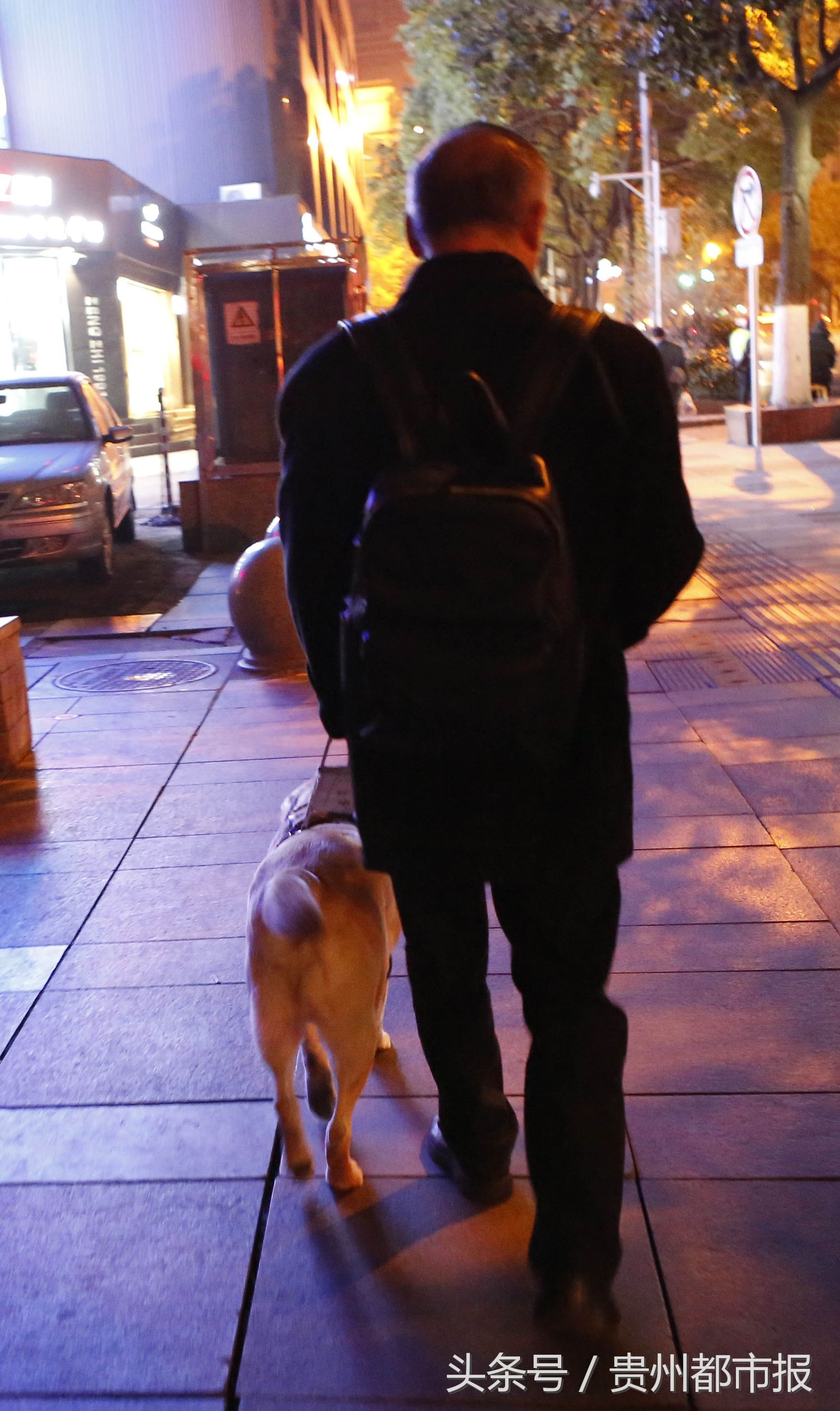 全世界第一只哈士奇导盲犬,一只导盲犬的真实生活