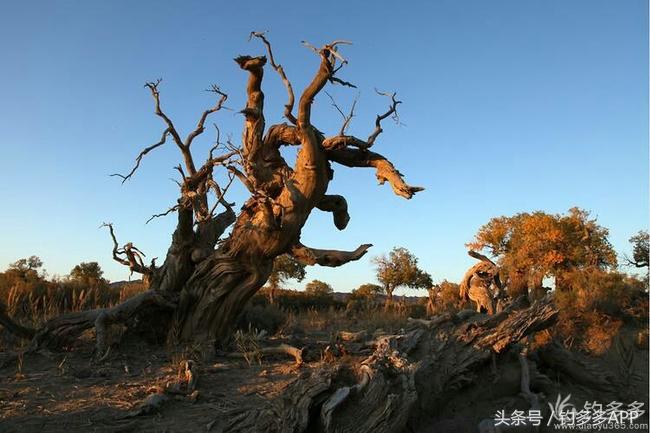 冬钓封竿,冬钓鲫鱼爆护