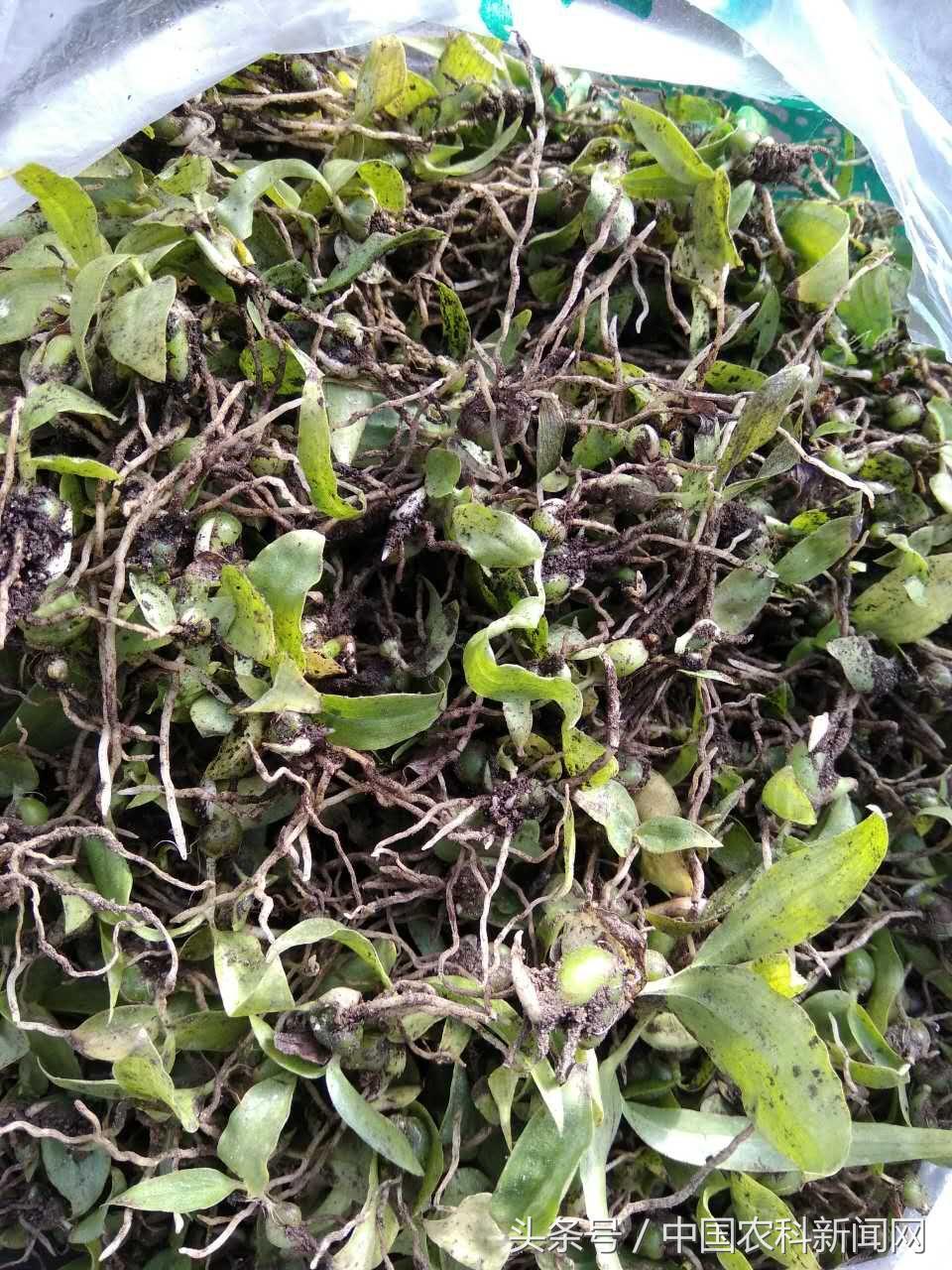 有关白芨种植及市场行情,白芨种植价格市场前景