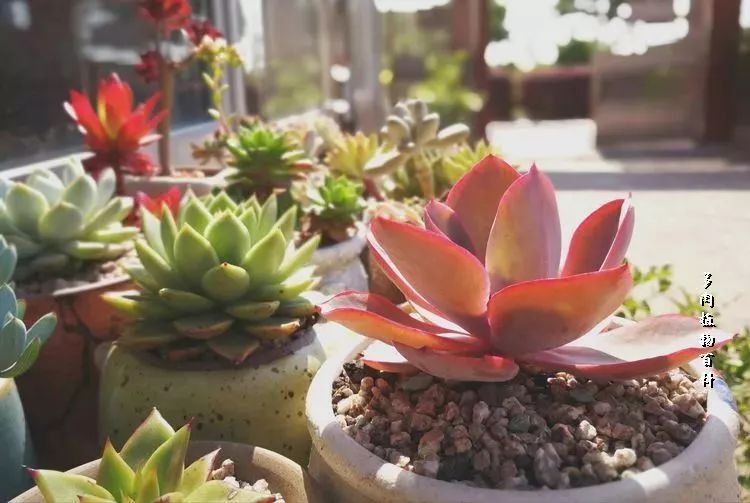 与多肉作伴,与多肉相伴的视频
