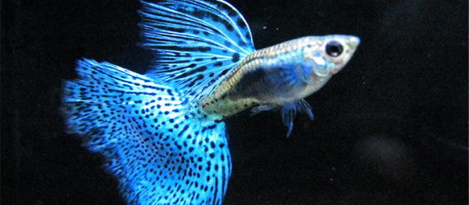 5种常见热带鱼养殖品种介绍图,什么热带鱼好看又好养适合新手养