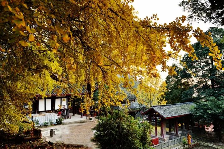 禅意的银杏,银杏的禅意